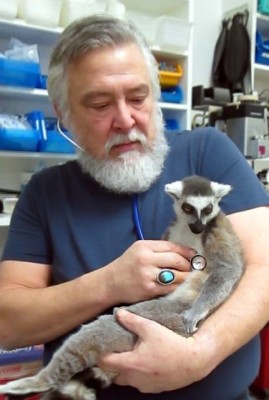 Dr. Doug listening to a lemur's heartbeat.