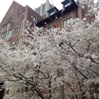 At the intersection of Snow Way & Throop Drive. Can you spot the cardinal in the Bradford pear blossoms?