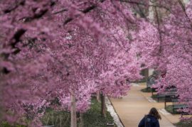 3.10.2016--Trees in bloom on the walkway south of Crow Hall. Joe Angeles/WUSTL Photos